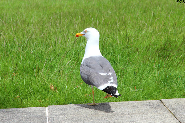 Gull near River Lagan. Belfast, Northern Ireland.