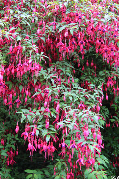 Red fuchsia flowering hedge at Ulster Folk Park. Belfast, Northern Ireland.