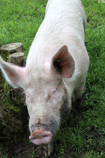 Pig on Corradreenan Farm at Ulster Folk Park. Belfast, Northern Ireland.