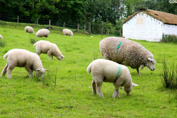 Sheep field at Ulster Folk Park. Belfast, Northern Ireland.
