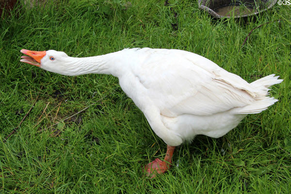 Goose at Ulster Folk Park. Belfast, Northern Ireland.