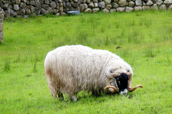 Ram with coiled horns at Ulster Folk Park. Belfast, Northern Ireland.