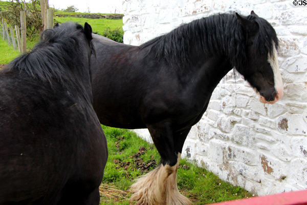 Horses at Drumnahunshin Farm at Ulster Folk Park. Belfast, Northern Ireland.