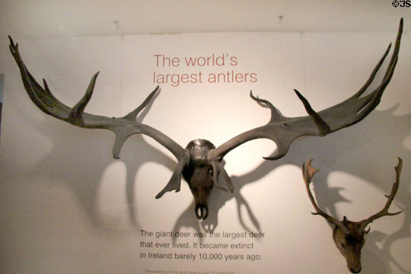 Antlers of extinct Giant Irish Deer at Ulster Museum. Belfast, Northern Ireland.