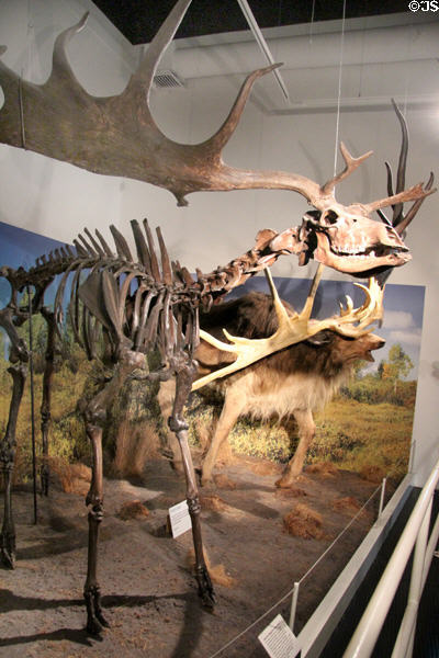 Skeleton of extinct Giant Irish Deer <i>Megaloceros giganteus</i> at Ulster Museum. Belfast, Northern Ireland.