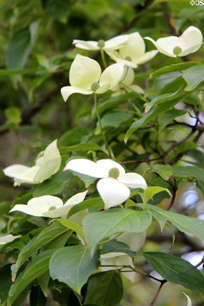 Dogwood flowering tree in Botanic Gardens. Belfast, Northern Ireland.