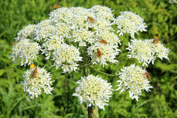 Wildflowers with bees at Carrick-a-Rede Rope Bridge on Antrim Coast. Northern Ireland.
