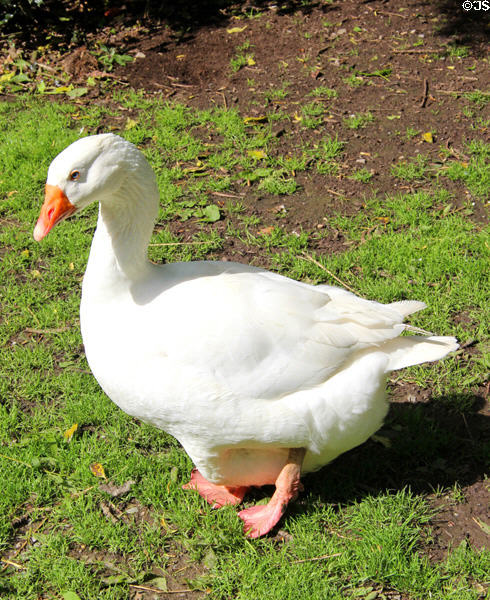 Goose at Ulster American Folk Park. Omagh, Northern Ireland.