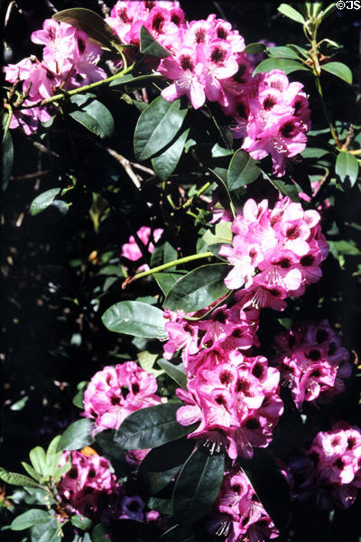 Flowers at Mount Stewart House. Northern Ireland.