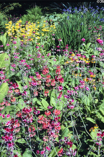 Flowers at Mount Stewart House. Northern Ireland.