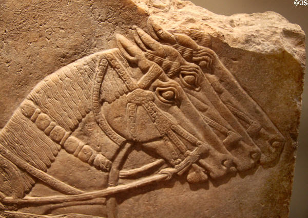 Assyrian stone relief fragment showing horses which pulled chariot (9thC BCE) excavated from Palace of Ashurnasirpal in Nimrud, Iraq at British Museum. London, United Kingdom.