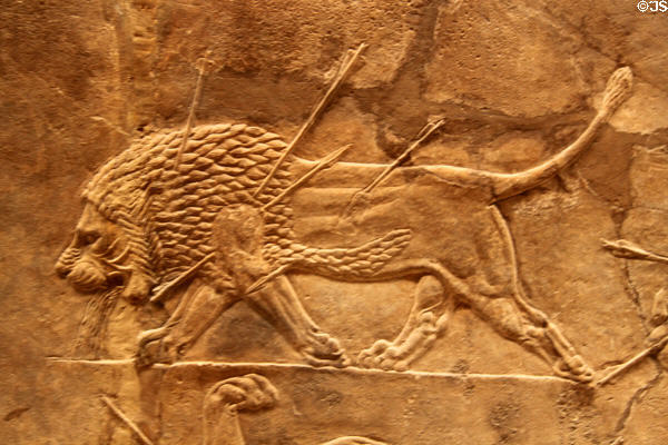 Assyrian carved panel shows dying lion (c645-635 BCE) from North Palace of Nineveh at British Museum. London, United Kingdom.