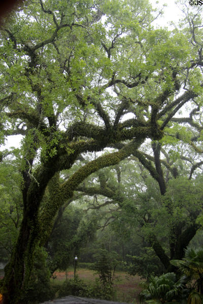Resurrection fern covered trees at Bragg-Mitchell Mansion. Mobile, AL.
