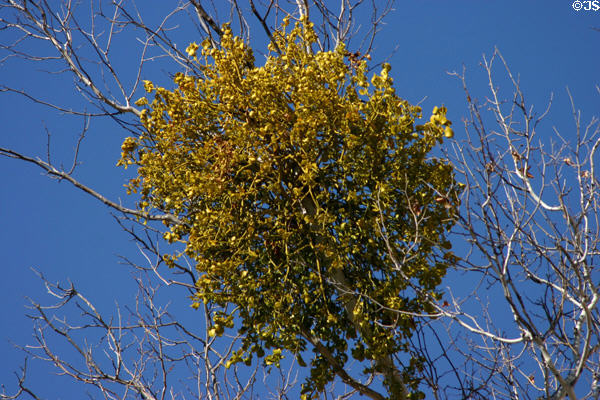 Mistletoe in Arizona Sycamore at Montezuma Castle National Monument. AZ.