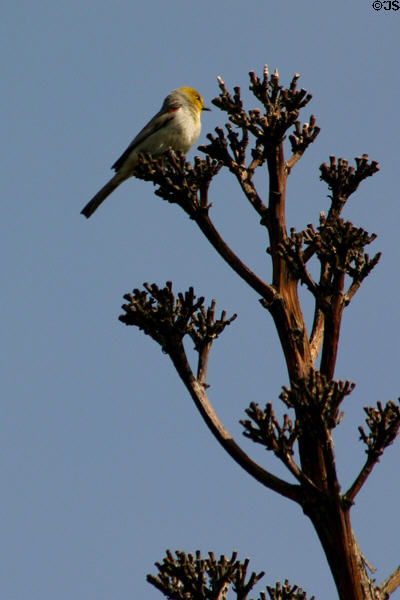 Verdin (Auriparus flaviceps) bird in desert plant at Desert Botanical Garden. Phoenix, AZ.