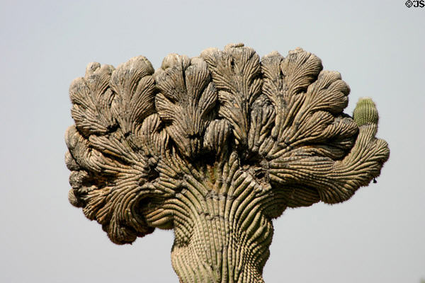 Unusual rectangular cactus top at Desert Botanical Garden. Phoenix, AZ.