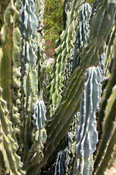 Multi-colored cacti at Arizona State University. Tempe, AZ.