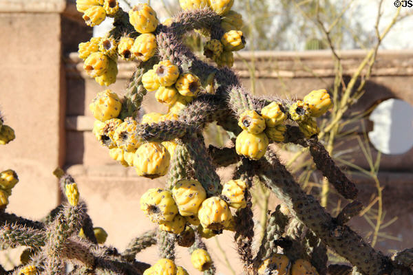 Flowering cactus at Mission San Xavier del Bac. Tucson, AZ.