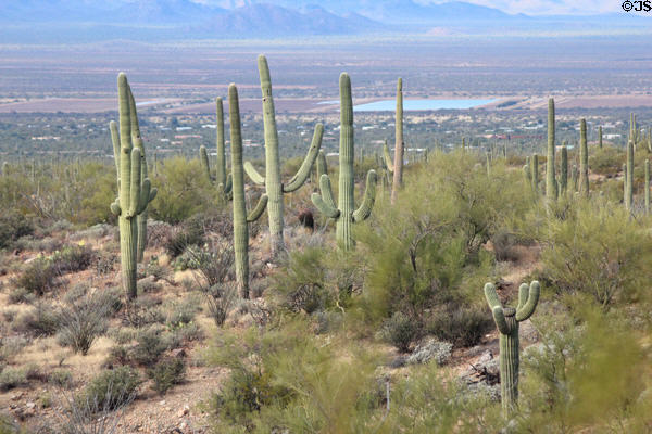 Saguaro cacti over valley vista at Sonoran Desert Museum. Tucson, AZ.