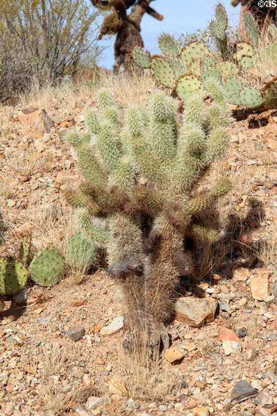 Cholla cactus at Sonoran Desert Museum. Tucson, AZ.