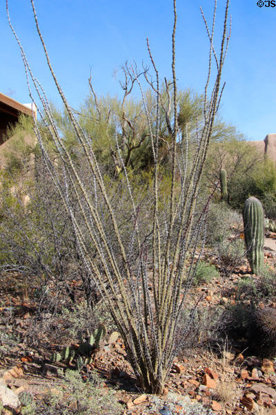 Ocotillo (<i>Fouquieria splendens</i>) a thorned cactus with canes used to create living fences at Sonoran Desert Museum. Tucson, AZ.