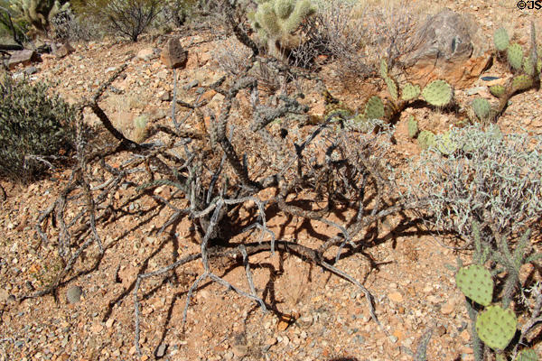 Cholla cactus dies to open lattice skeleton at Sonoran Desert Museum. Tucson, AZ.
