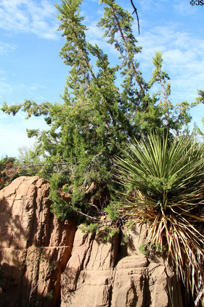 Plants of mountain island ecosystems existing at high altitudes surrounded by Sonoran desert expanses at Sonoran Desert Museum. Tucson, AZ.