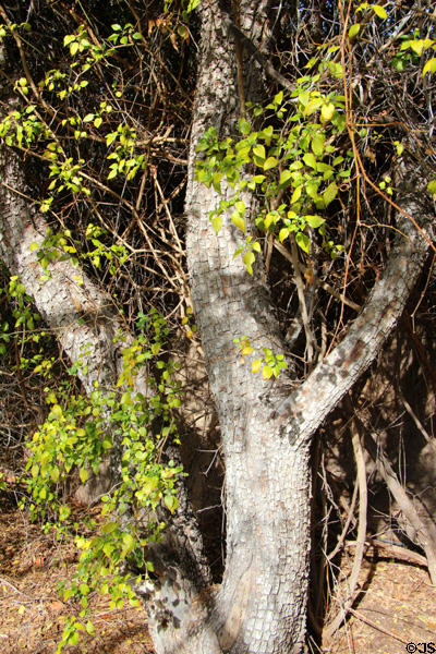 Alligator juniper (<i>Juniperus deppeana</i>) at Sonoran Desert Museum. Tucson, AZ.