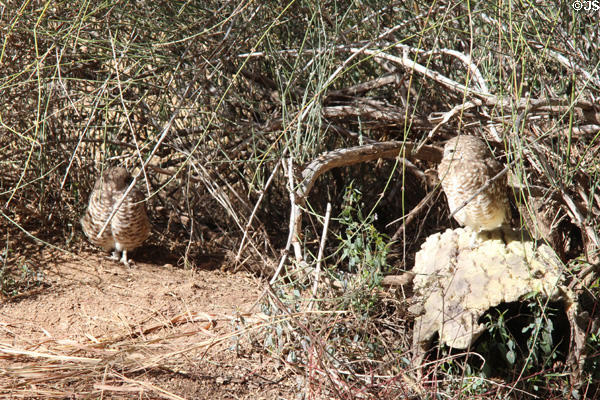 Burrowing owls (<i>Athene cunicularia</i>) at Sonoran Desert Museum. Tucson, AZ.