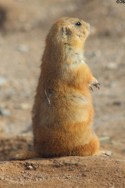 Black-tailed Prairie Dog (<i>Cynomys ludovicianus</i>) at Sonoran Desert Museum. Tucson, AZ.