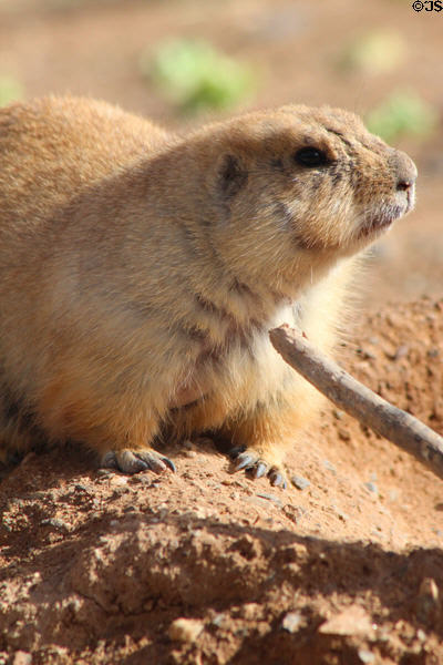 Black-tailed Prairie Dog (<i>Cynomys ludovicianus</i>) at Sonoran Desert Museum. Tucson, AZ.