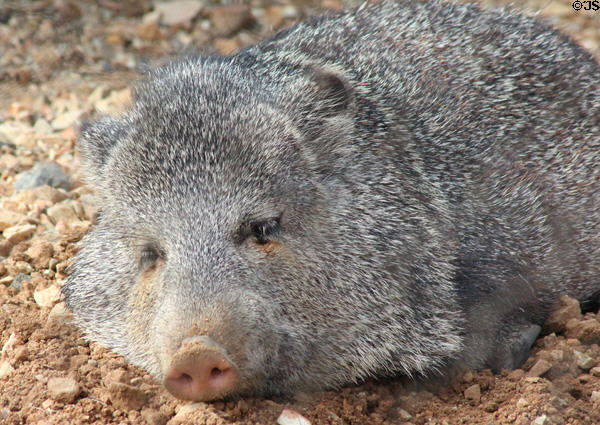 Javelina (<i>Tayassu tajacu</i>) (aka collared peccary) at Sonoran Desert Museum. Tucson, AZ.