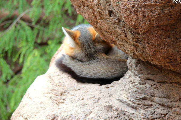 Gray fox (<i>Urocyon cinereoargenteus</i>) at Sonoran Desert Museum. Tucson, AZ.