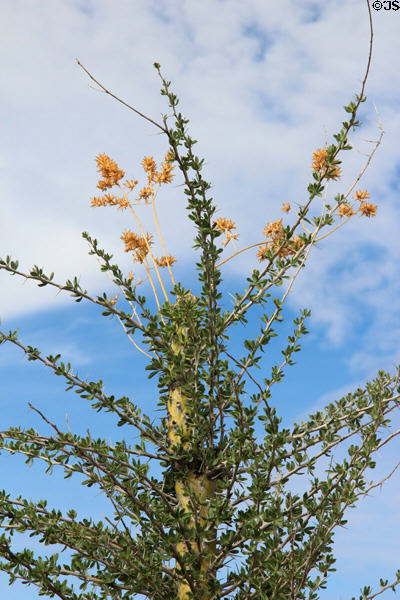 Boojum (<i>Fouquieria columnaris</i>) flowers at Sonoran Desert Museum. Tucson, AZ.