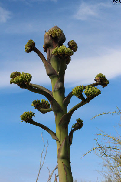 Flowers of Maguey (<i>Agave avellanidens</i>) at Sonoran Desert Museum. Tucson, AZ.