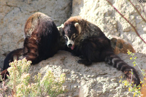 White-nosed Coatis (<i>Nasua narica</i>) at Sonoran Desert Museum. Tucson, AZ.
