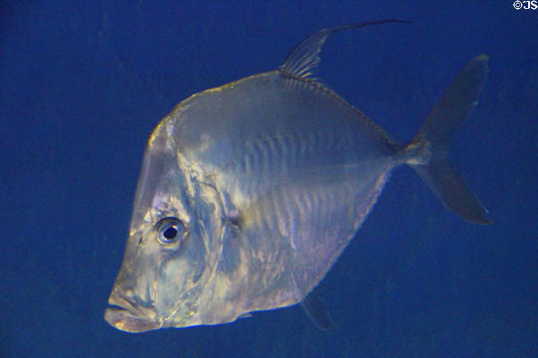 Selene vomer (aka Lookdown Fish) in aquarium at Sonoran Desert Museum. Tucson, AZ.