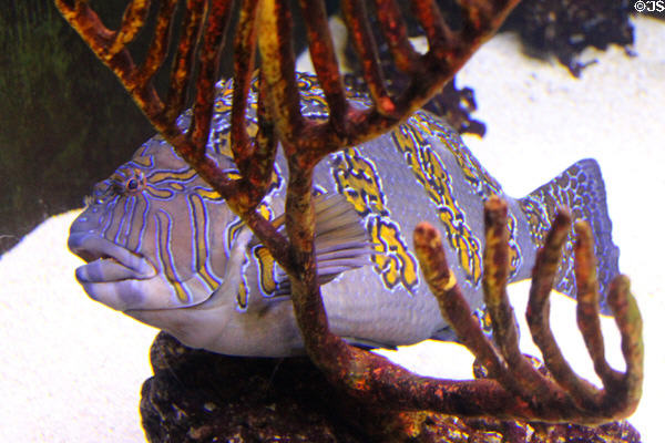Giant hawkfish in aquarium at Sonoran Desert Museum. Tucson, AZ.