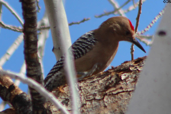 Gila woodpecker (<i>Melanerpes uropygialis</i>) in Sonoran Desert. Tucson, AZ.
