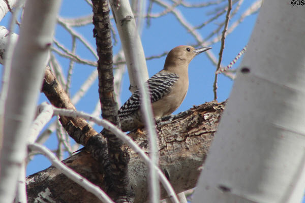 Gila woodpecker (<i>Melanerpes uropygialis</i>) in Sonoran Desert. Tucson, AZ.