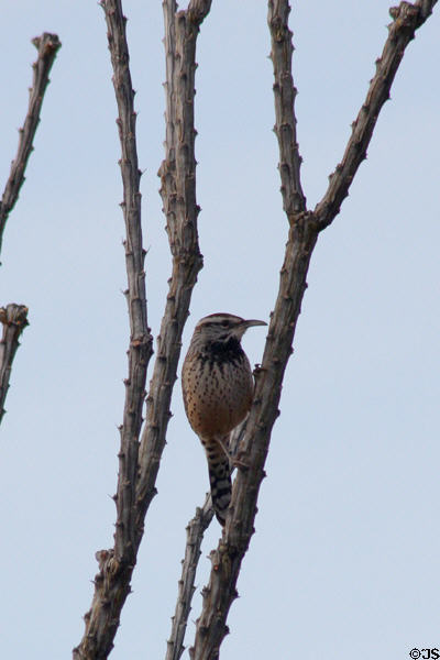 Cactus wren (<i>Campylorhynchus brunneicapillus</i>) in Sonoran Desert. Tucson, AZ.