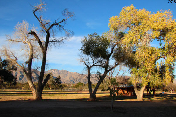 View of location Fort Lowell with cottonwood trees, river valley & surrounding mountains. Tucson, AZ.