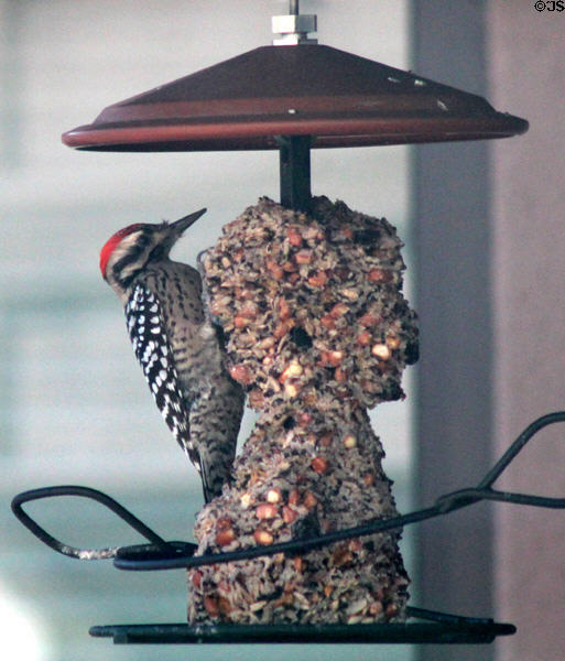 Ladder-backed (<i>Woodpecker Picoides scalaris</i>) in Tucson. Tucson, AZ.