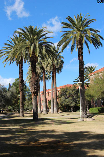 Palm trees on University of Arizona campus. Tucson, AZ.