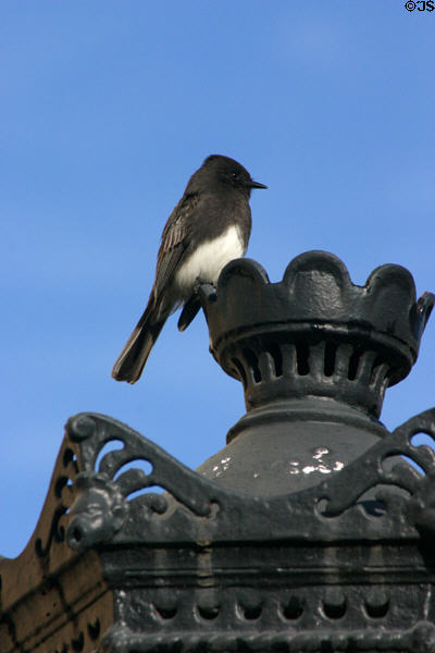 Black Phoebe (<i>Soyornis nigricans</i>). Palo Alto, CA.