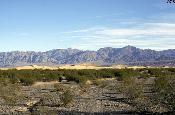 Shrubs on valley floor of Death Valley National Park. CA.