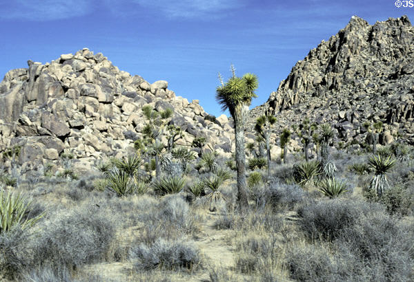 Rocky hills in Joshua Tree National Park. CA.
