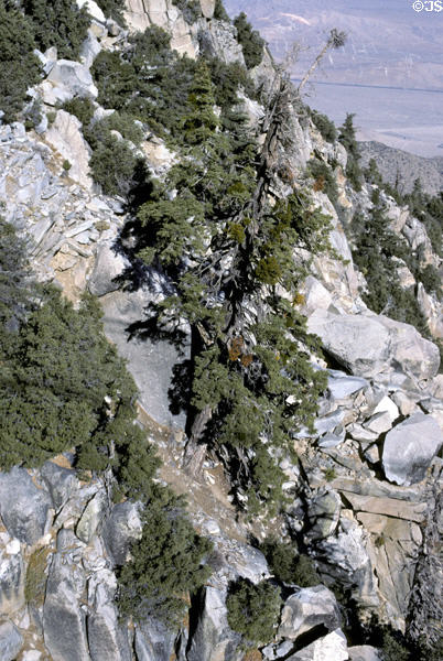 View from Aerial Tramway to desert below. CA.