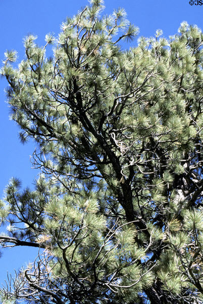 Canopy of pine tree in San Jacinto State Park. CA.