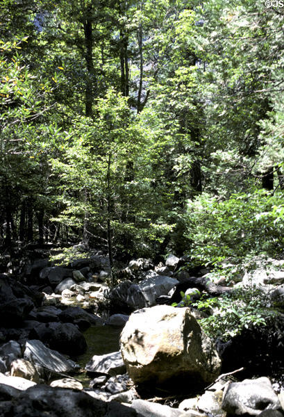 Stream on valley floor of Yosemite National Park. CA.